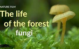The life of the forest Fungi