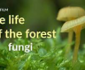 The life of the forest Fungi