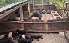 African Swine Fever reported in 10 dzongkhags since 2020
