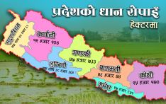 नेपालमा धान : उत्पादनमा बृद्धि हुँदै, आकर्षण घट्दै