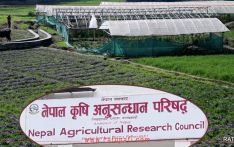 कृषि क्षेत्रको अनुसन्धानमा राज्यको लगानी न्यून