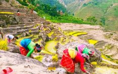 देशभर ४२ प्रतिशत रोपाइँ सम्पन्न