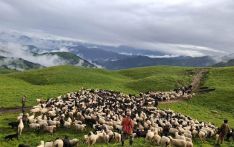 चरनका लागि पाटन ल्याइएको भेडा