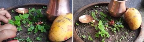 आज हरिशयनी एकादशी, तुलसीको बिरुवा सारिँदै    
