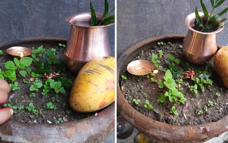 आज हरिशयनी एकादशी, तुलसीको बिरुवा सारिँदै    