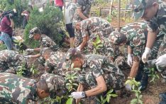 विश्व सम्पदास्थल स्वयम्भूमा वृक्षारोपण
