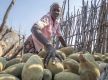 Ancient African tree providing 'superfood' to people yet