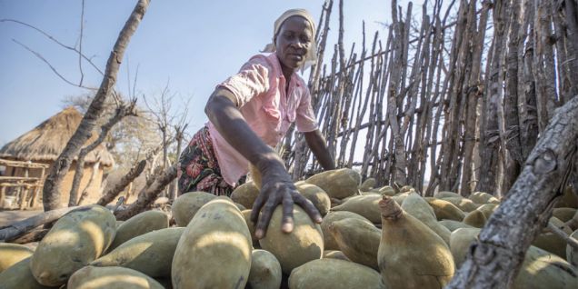 Ancient African tree providing 'superfood' to people yet