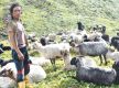 Goats and sheep worth over Rs 160 million sold during this Dashain in Jumla