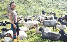 Goats and sheep worth over Rs 160 million sold during this Dashain in Jumla