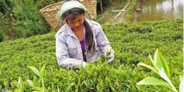 Tea worth Rs 1.71 billion exported in first quarter