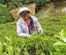 Tea worth Rs 1.71 billion exported in first quarter