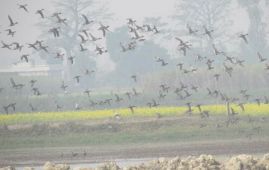 Migratory birds arrive in Chitwan from China, Russia and other nations