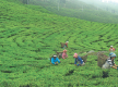 Tea export witnesses rise by 69 percent