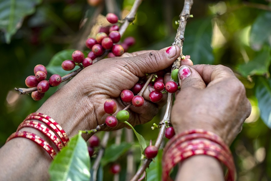 Nepal-Coffee-Company-Nuwakot-20220314A03I2382-scaled