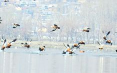 Annual census of water birds begins nationwide