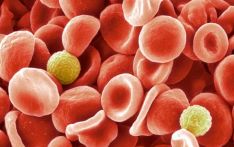 Scientists identify new blood group after 50 year mystery