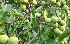 बाँझो जग्गामा ओखर खेती