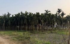मूल्य नपाउँदा सुपारी किसान चिन्तित