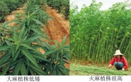被禁种但资源丰富：火麻种植能为尼泊尔带来哪些好处？