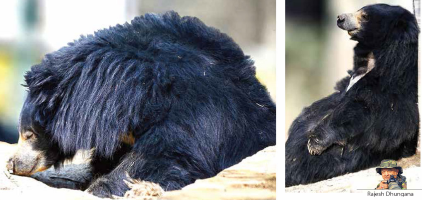 bear