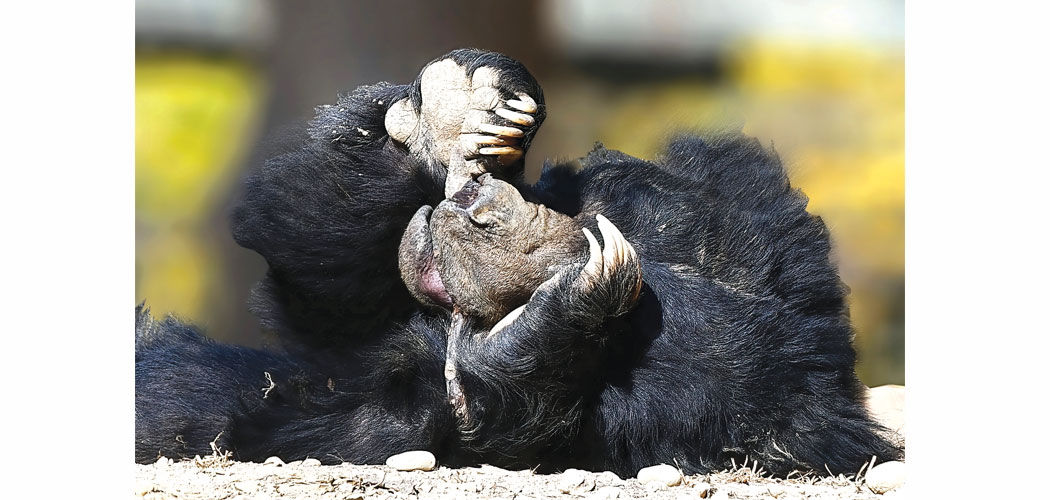 bear q