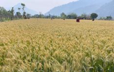 गहुँवालीको अनुसन्धान सुरु