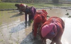 झापामा २० हजार हेक्टरमा चैते धानखेती