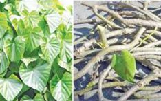 बिक्री हुन थाल्यो चुत्रो र गुर्जो, संकलन गर्न भ्याइनभ्याइ