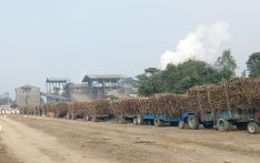 Indushankar Mill clears all payment to sugarcane farmers