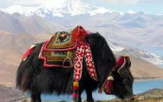 नयाँ वर्षको अवसरमा चारतारेमा चौँरी महोत्सव हुँदै