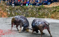 Guzang Festival celebrated in China's Guizhou