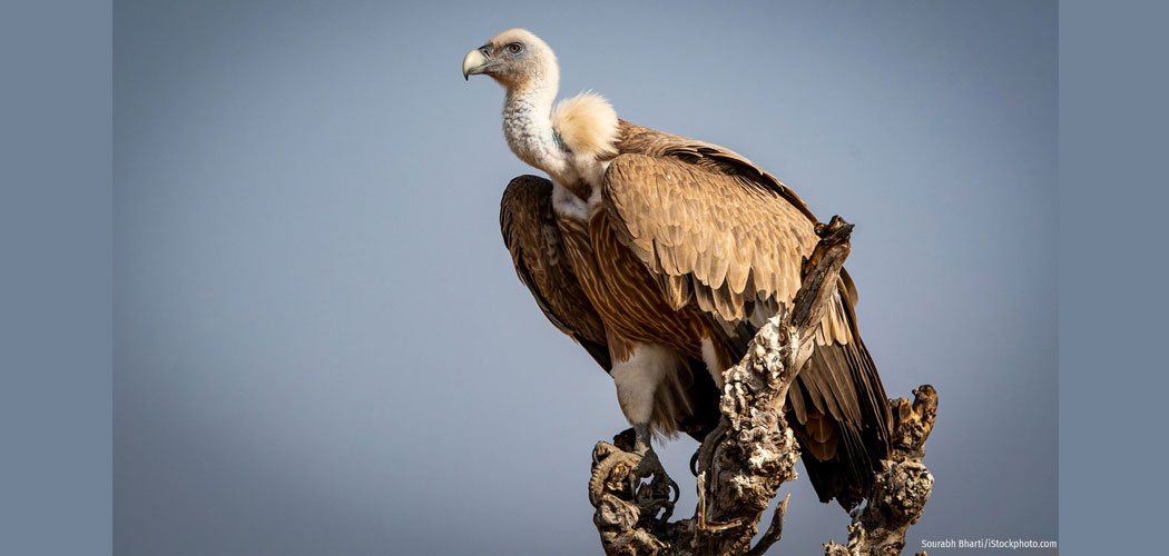 vulture