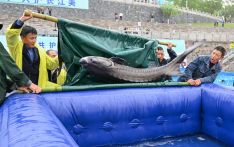 Over 20,000 second-generation Chinese sturgeon released into Yangtze River