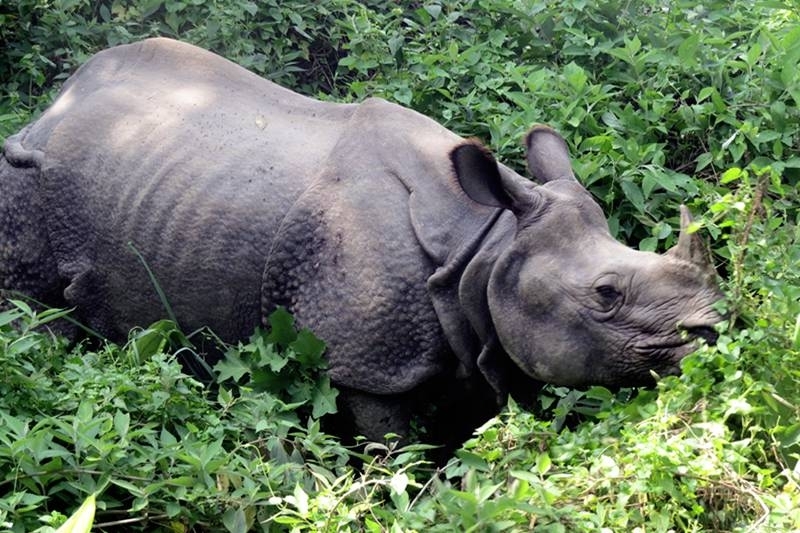 Rhino