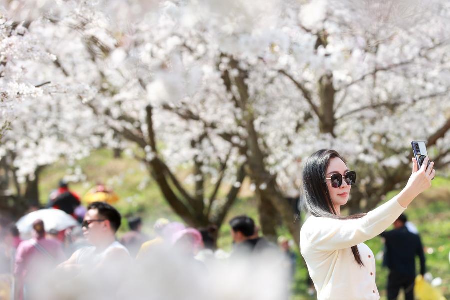 cherry blossom