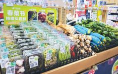 吃春菜，品“舌尖上的春天”