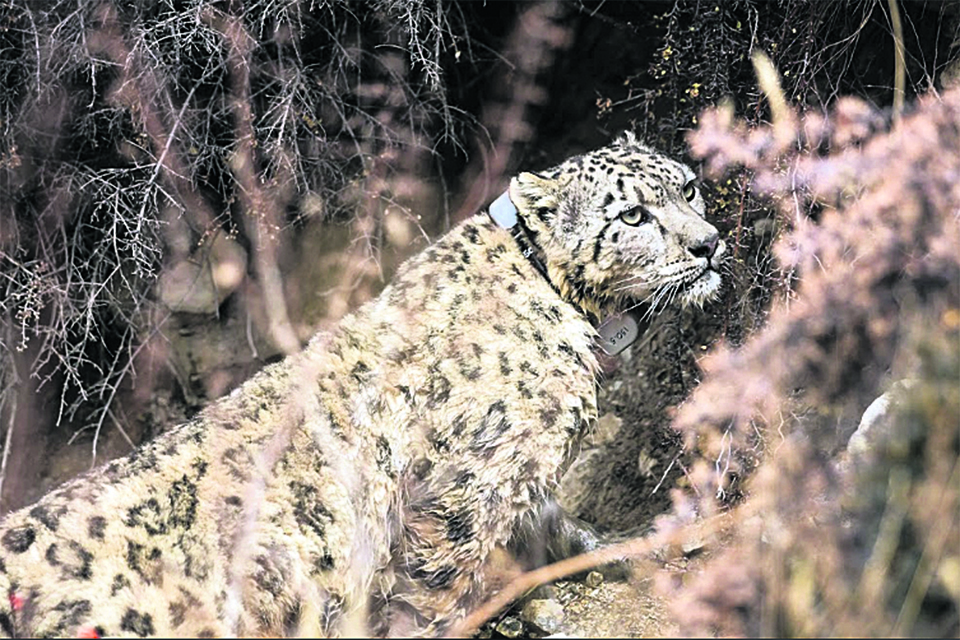 snowleopardPiccreditWWFcopy_20191130100849