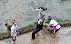 Various cultural events held in terraced fields in Congjiang, Guizhou