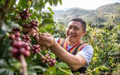 云南咖啡何以出圈