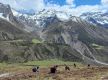 Yarsagumba harvesting season begins in northern Gorkha