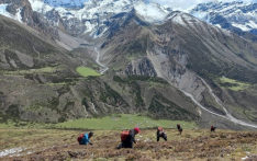 廓尔喀北部开启冬虫夏草采收季
