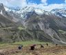 Yarsagumba harvesting season begins in northern Gorkha