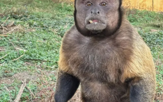 “颜值”出圈！这只猴“丑”上热搜！保育员：属于耐看型