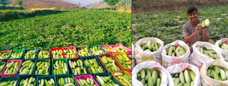 cucumber