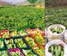 एकै सिजनमै ३० लाखको काँक्रा बिक्री