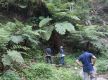 Rare, endangered fern species found in Salyan