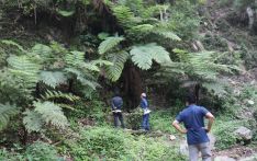 Rare, endangered fern species found in Salyan