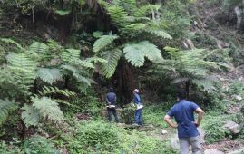 Rare, endangered fern species found in Salyan