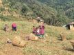 Musikot grows 140 tonnes garlic worth Rs. 16 million